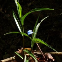 Commelina appendiculata C.B.Clarke